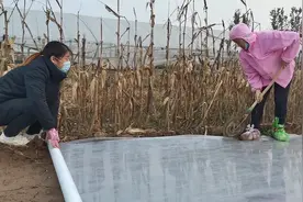 这样压大蒜地膜工作效率快透光度高，保温，出苗齐还增产视频封面