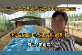 牛厂三天花费40万收了1000吨青贮玉米，老妈说喂牛还是青贮最划算