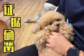 终于知道奶糖为什么重男轻女了，因为她要留着它儿子帮他背锅。