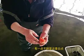 水温过高对兰寿影响视频封面