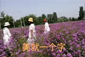 郑州西郊紫黛花海视频封面