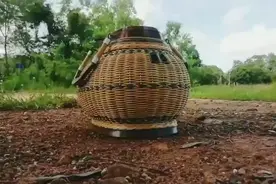 斑鸠咕咕咕咕咕咕叫声视频封面