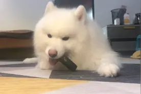 萨摩耶爱吃老黄瓜，一天可以吃两条！