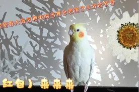 迎新春沈阳“大凤凤”（玄凤鹦鹉红脸百趴）把电脑当舞台表演节目视频封面