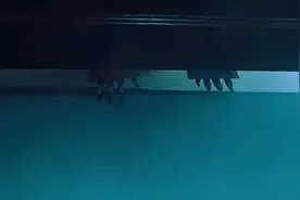 晚上不敢去厕所了视频封面