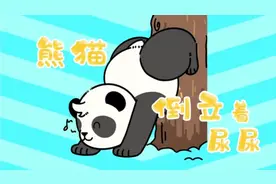 熊猫竟然倒立尿尿？视频封面