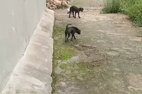 看看这两条狗的屁股弄在一起