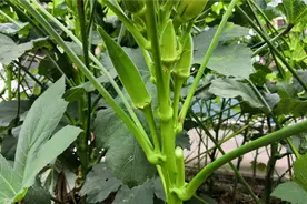 种植秋葵只需要这2个技巧，秋葵长得快、结果多，能采收好多茬视频封面