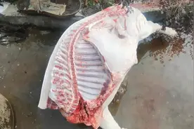 上海富婆拖小伙买了125斤黑猪肉 花了2875平均23块钱 这价格贵吗视频封面