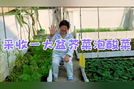 芥菜长的实在漂亮，摘一大盆做老坛酸菜。