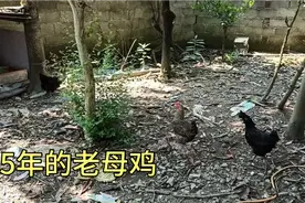 有幸见到4只活了5年的老母鸡，是不是快要成精了视频封面