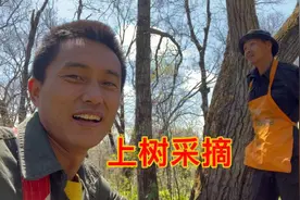 大山里采集山货，一天能挣五六百元，这样的工作有没有想干滴视频封面