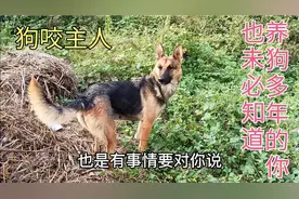 不养狗的人不知道，狗狗用嘴轻咬主人，原来它脑子是这么想的哈哈视频封面