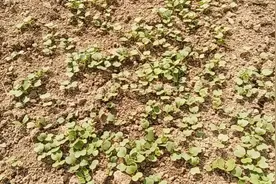 春播正当时，种植四季小白菜，这样播种出芽率高，分享种植全过程视频封面