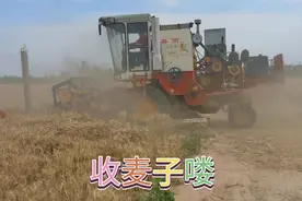 河北保定收麦子现场，你们老家也是这样吗视频封面