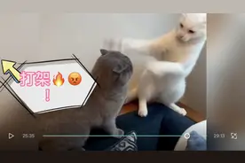 蓝猫和白猫切磋武艺？冷静认真打架🔥😡？#宠物蓝猫#搞笑视频封面