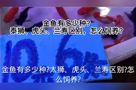 金鱼有多少种？泰狮、虎头、兰寿区别，怎么饲养？视频封面