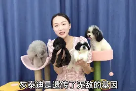 灰泰迪一家四口齐上镜，竟然生出来一只花泰迪，遗传基因太强了视频封面