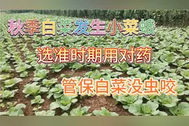秋季白菜多发生小菜蛾的危害，选准时期用对药，管保白菜没虫。视频封面