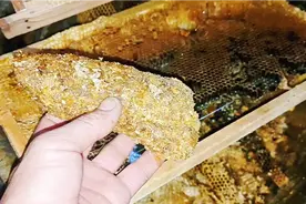 农村的土蜜蜂巢用来煮，做成蜡35块一斤，你还扔掉吗，看如何提炼视频封面