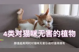 橘宝：4类对猫咪安全无害的植物，最后一种还能调理猫咪的肠胃😁视频封面