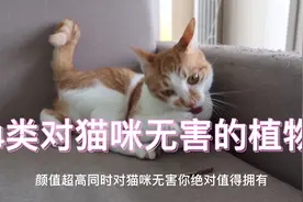 橘宝：4类对猫咪安全无害的植物，最后一种还能调理猫咪的肠胃😁视频封面