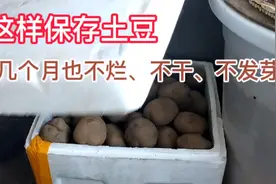 用这样的方法保存土豆，几个月也不坏、不发芽，很简单视频封面