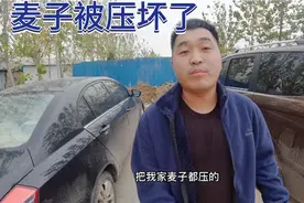 老朱家的麦子被人压坏了，怎么办吧！找谁说能理呢？你们给说说视频封面