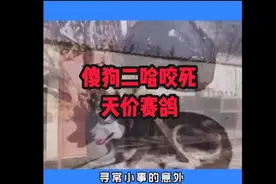 遛狗的时候 狗狗咬死天价信鸽视频封面