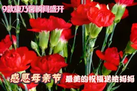 90秒9款康乃馨瞬间绽放送给妈妈，祝愿妈妈健康幸福，美丽永驻！视频封面