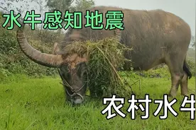 当地震来临之际，动物为什么能提前感知到呢？#水牛 #狗狗 #地震视频封面