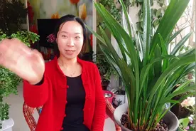 兰花干尖黄叶，是这些原因造成的，养护技巧看看吧！视频封面
