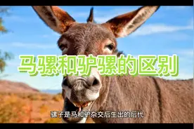 马骡和驴骡的区别视频封面