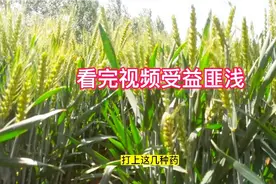 小麦杨花后打上这几种药，虫害病害都搞定，亩增产三百斤没有问题视频封面