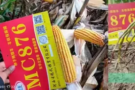 新一代大棒型玉米种，铁杆不倒高抗病更抗高温，穗长30公分更高产视频封面