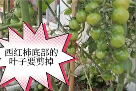 西红柿底部的叶子及时要剪掉，才会结的又红又大有多。视频封面