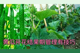黄瓜开花结果期，学会这招，弯瓜变直瓜，黄瓜没病害产量高不畸形视频封面