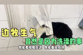 边牧洗完澡躲在阳台生闷气，看他用窗帘挡住脸不见人的样子太可爱视频封面