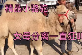 原来骆驼是这样表现自己的情感的，母女分离了，狂叫咬人……视频封面