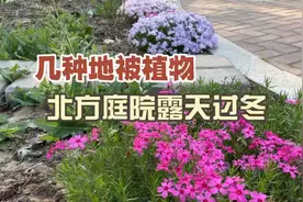 格格妈种的几种地被植物，好的品种推荐给大家视频封面