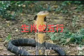 生肖蛇五行属性，如有雷同纯属巧合视频封面