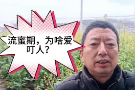 油菜花流蜜期，蜜蜂爱叮人是什么原因？老蜂农与大家来破解！视频封面