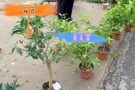 80岁老头推车步行30里路来赶大集，盆景花才卖几十元，真不容易视频封面