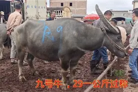 一万五千八估价买大阉牛，一过称613公斤，这牛划算划到29一公斤