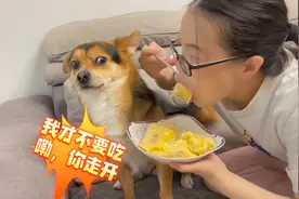 主人吃榴莲惨遭狗狗嫌弃，当主人把榴莲塞进狗嘴巴时，你们都别笑视频封面