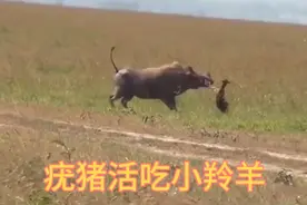 疣猪活吃羚羊刚出生的幼崽视频封面