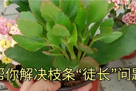 长寿花枝条“徒长”怎么解决？好多花友都中招了，听花匠小惠分享视频封面