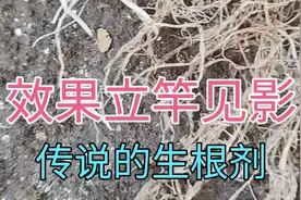 植物生长调节剂系列课程视频封面