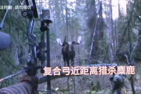 超过700斤的大麋鹿，在杀伤力强大的复合弓箭下，等待它将是死亡视频封面