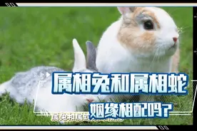 属相兔和属相蛇的姻缘相配，你们看懂了吗？视频封面